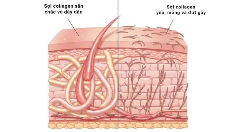 Vai tro cua collagen trong da