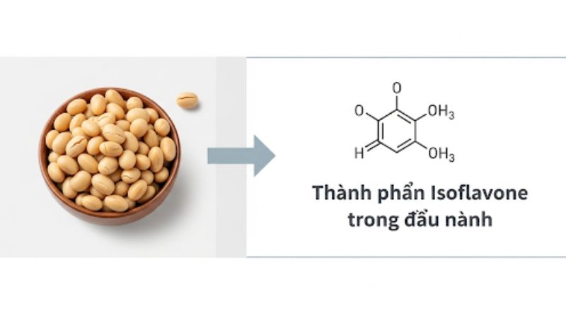 Thanh phan Isoflavone trong dau nanh